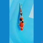 Sanke 25 cm