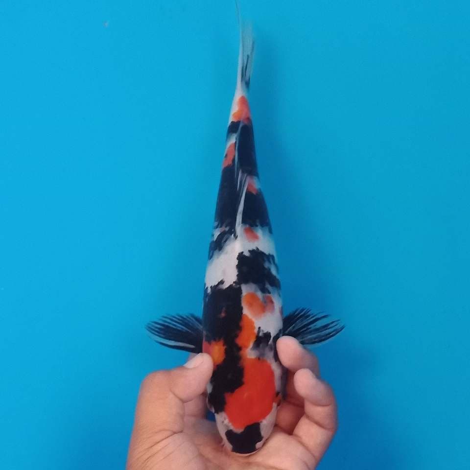 Kindai showa 27cm