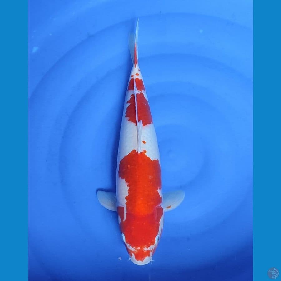 kohaku jumbo 51cm , 