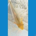SQ CARAMEL GINRIN 15CM