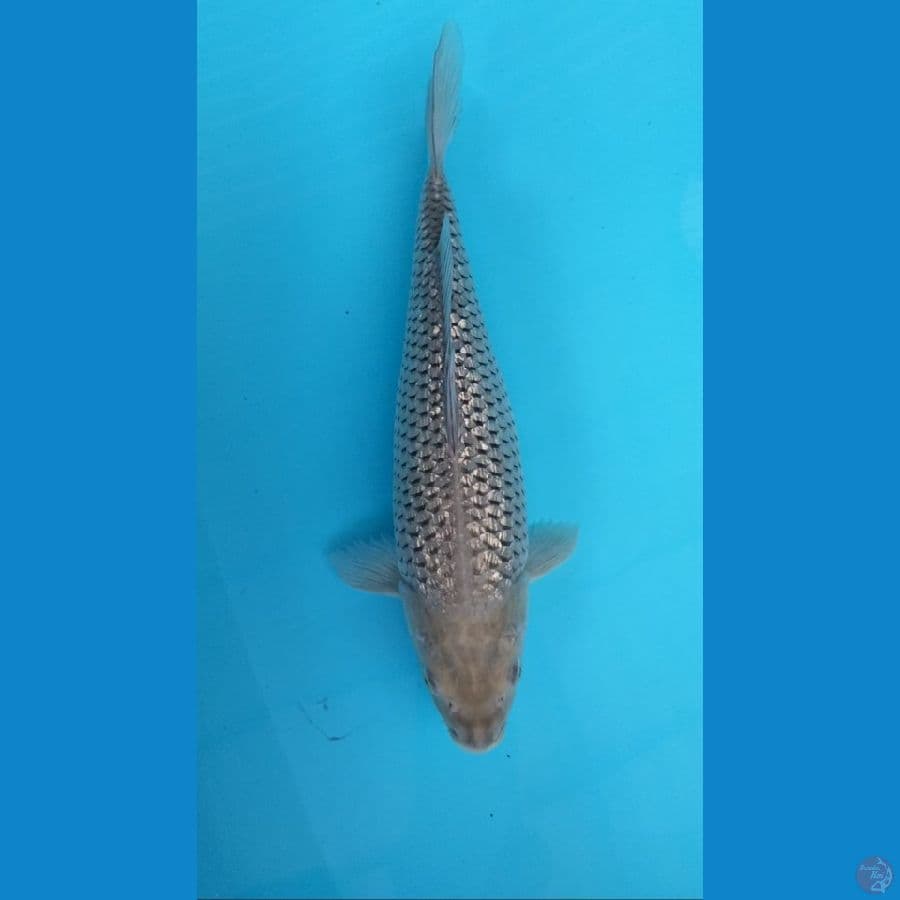 Soragoi gindrin 35cm F