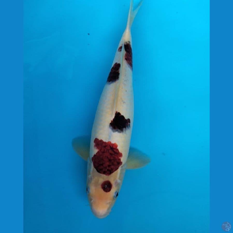 Goromo 37cm F