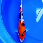 34cm KINDAI SHOWA HIGH QUALITY