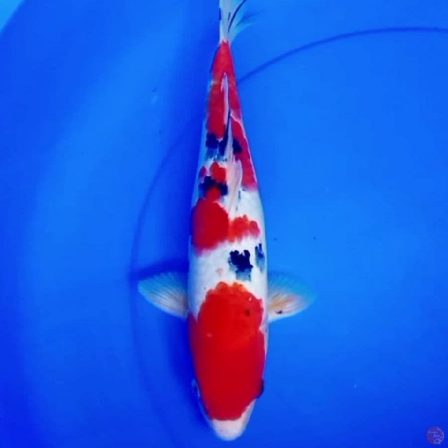 34cm SANKE SUPER RED STRONG