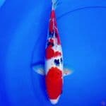 34cm SANKE SUPER RED STRONG