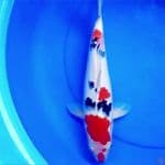 39cm JUMBO TSUBOSUMI SANKE HQ