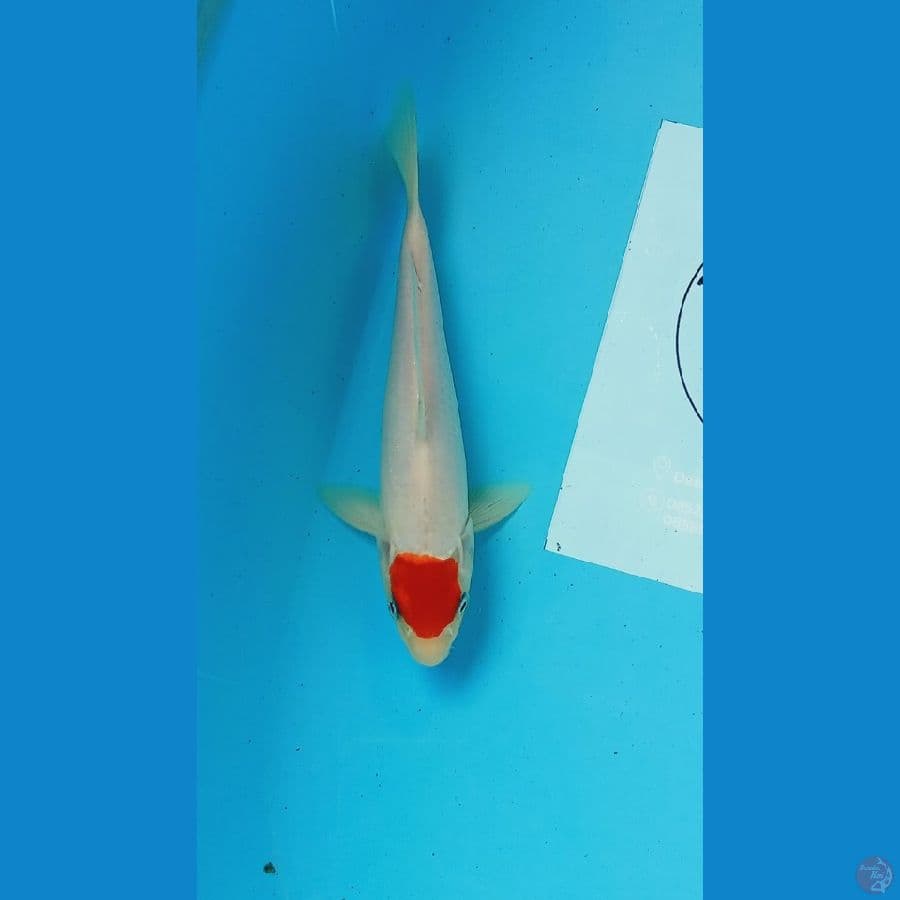 Tancho 22cm