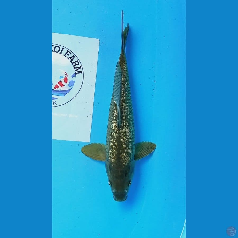 Midori ginrin 30 cm