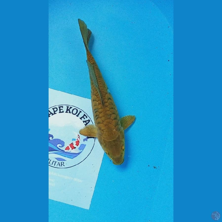 Aragoke 26 cm