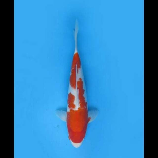 40cm Female - Jumbo Kohaku Good Patern 