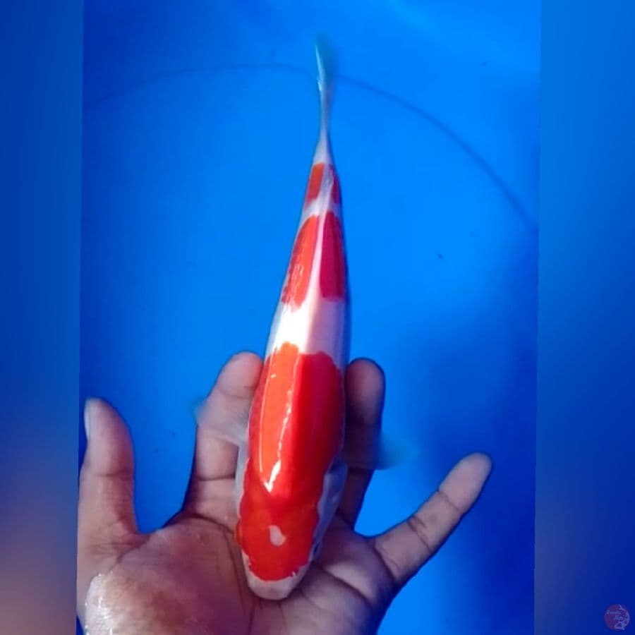 Hq KOHAKU 23CM
