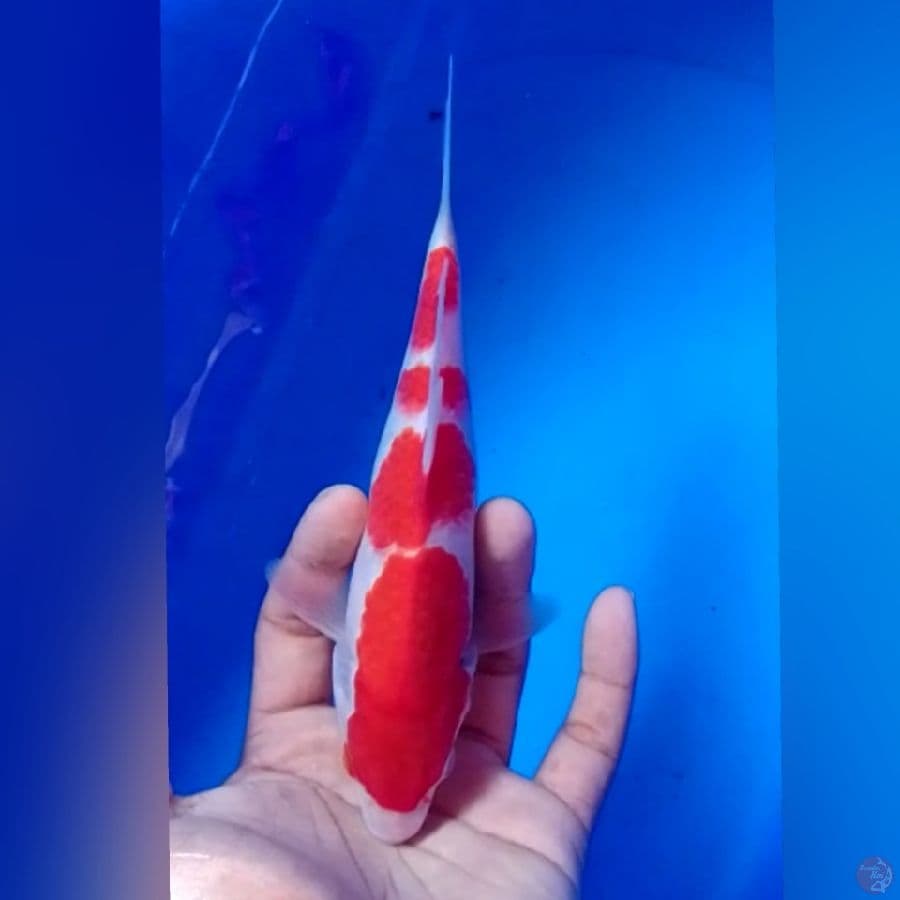 MINION KOHAKU 20CM