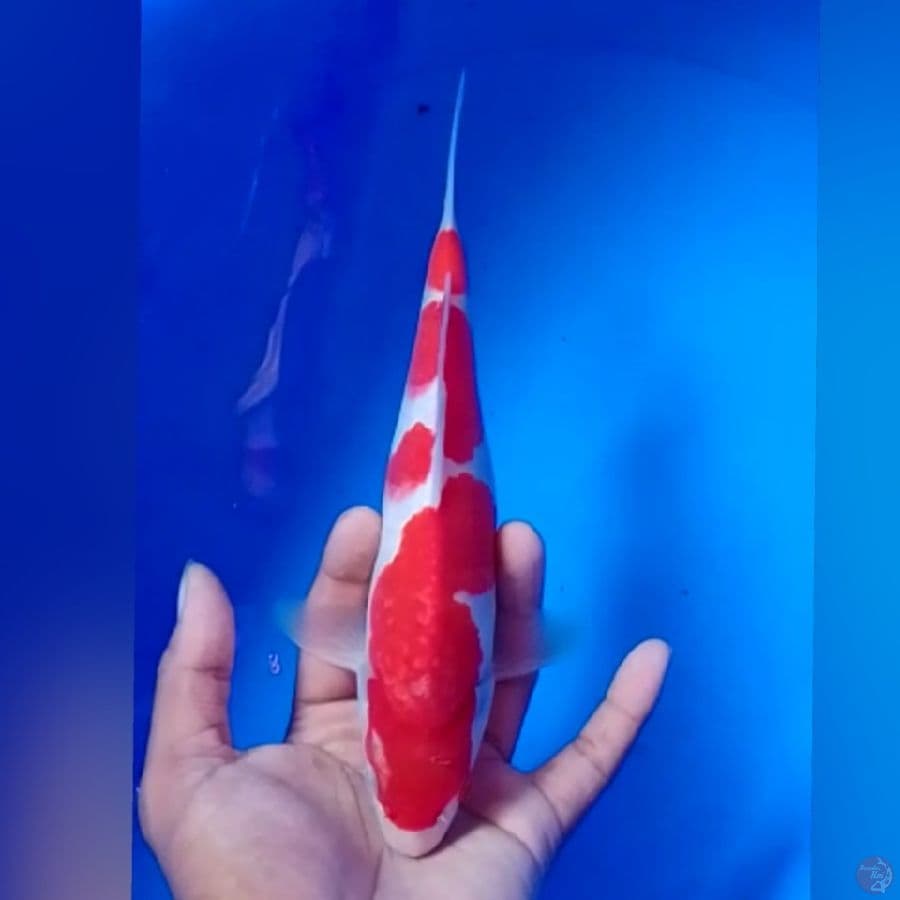super KOHAKU 25CM