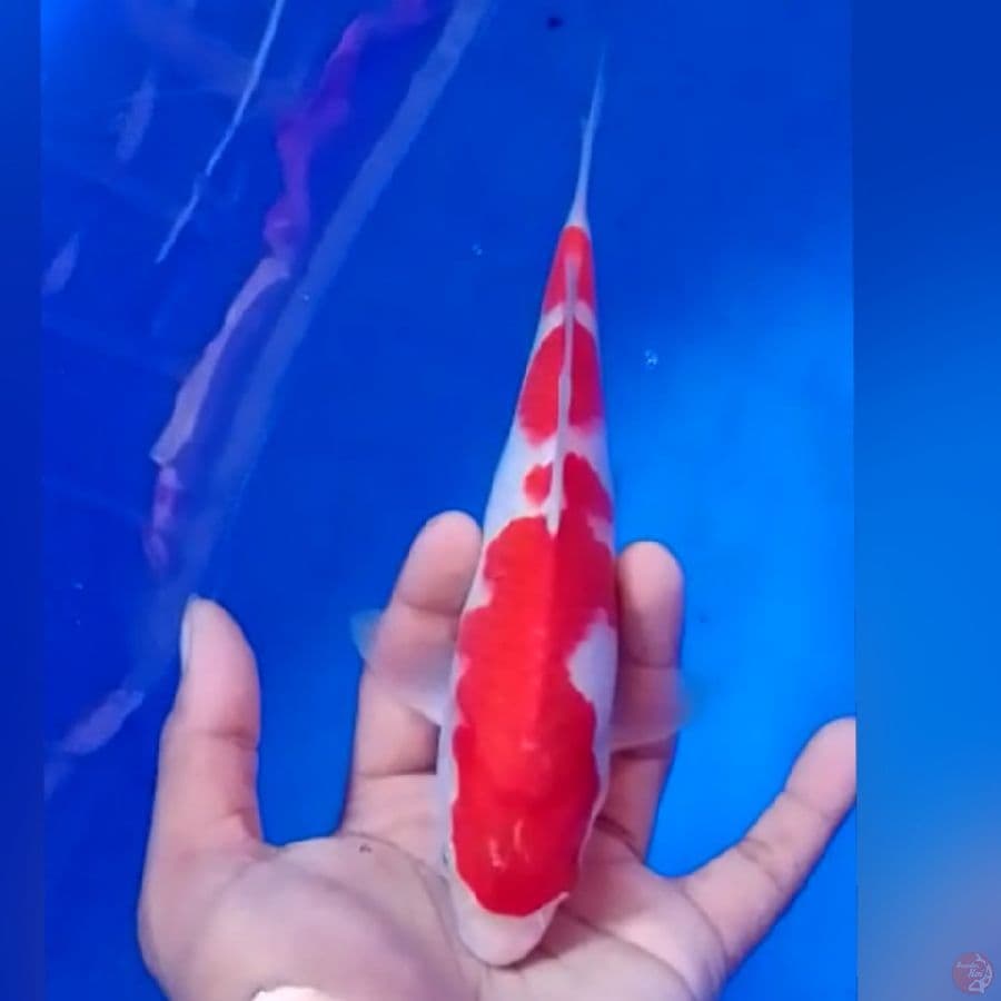 KOHAKU 22CM