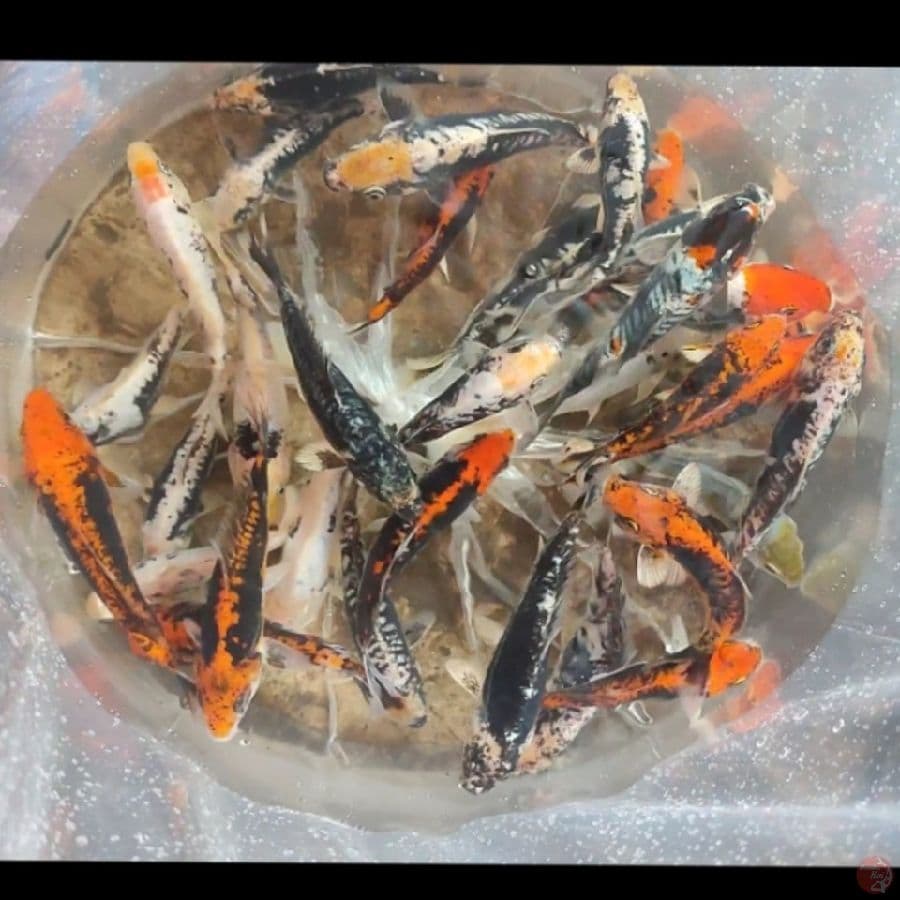 BENIKUMONRIYU 12-17CM 35EKOR