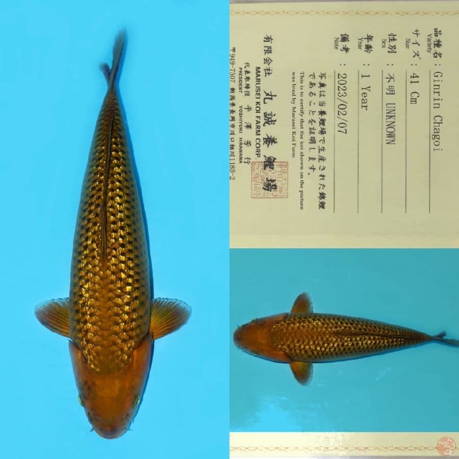 MARUSEI GINRIN CHAGOI HQ 50CM