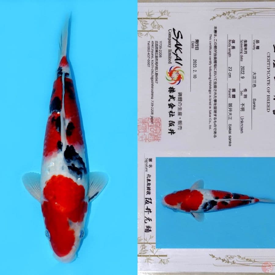 SAKAI SUPER RED SANKE HQ 32CM