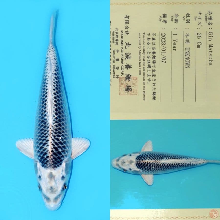MARUSEI GIN MATSUBA HQ 35CM