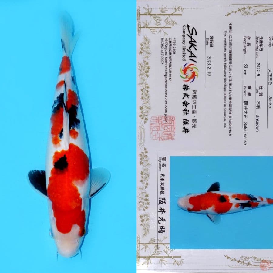 SAKAI SUPER SANKE HQ 31CM