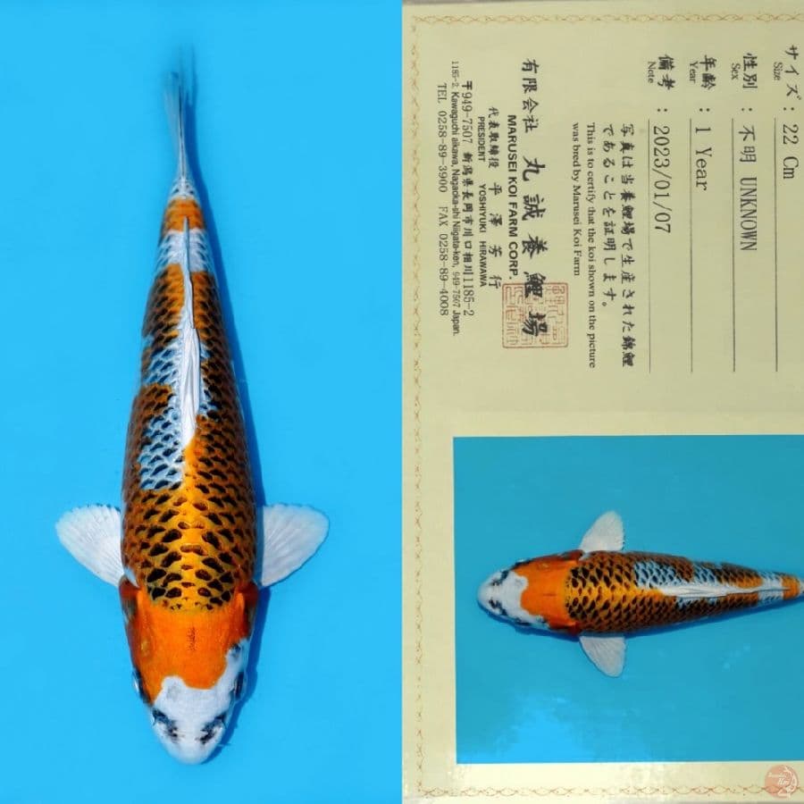 MARUSEI KUJAKU SQ 29CM