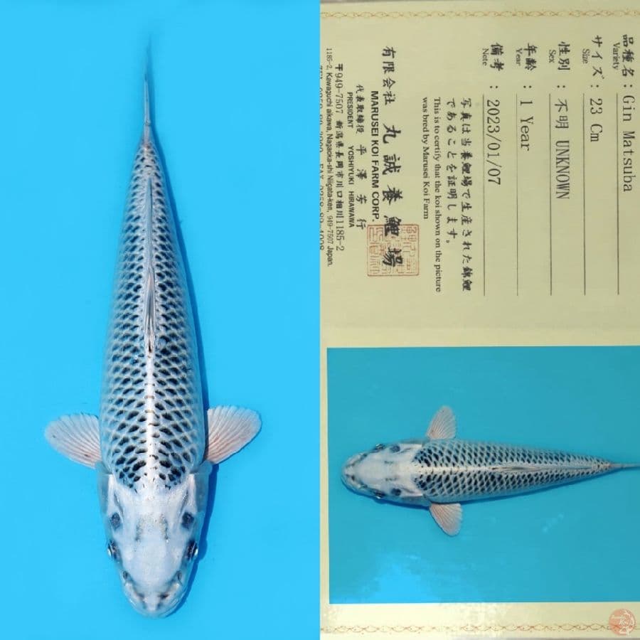 MARUSEI GIN MATSUBA HQ 31CM