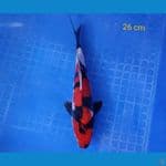 showa doitsu murni 26 cm