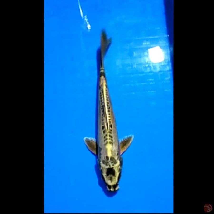 YAMAGUKI OGON (25CM)