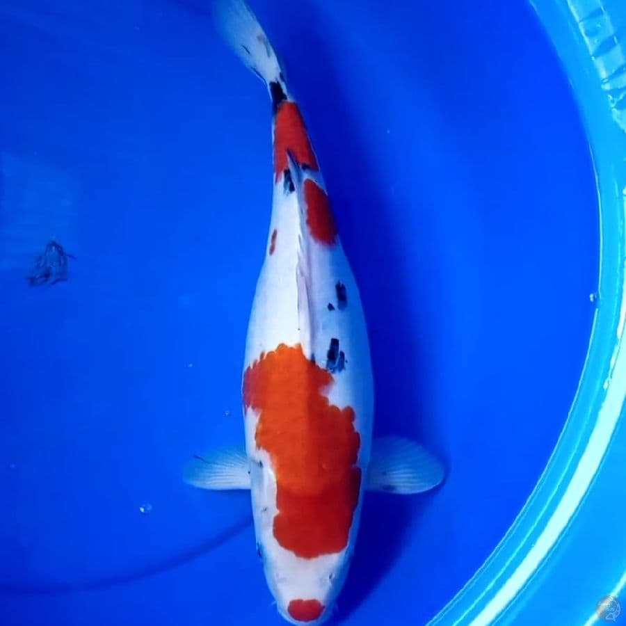 38cm SANKE GEMOY