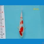 showa 20 cm