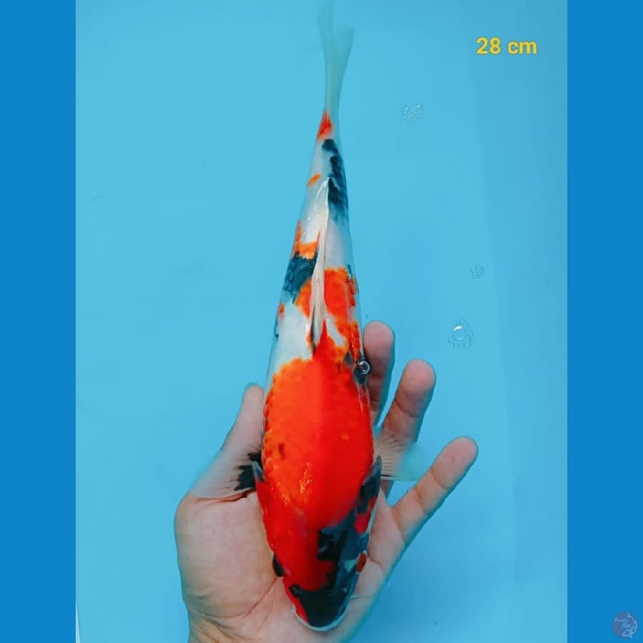 showa 28 cm