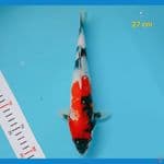 showa 27 cm