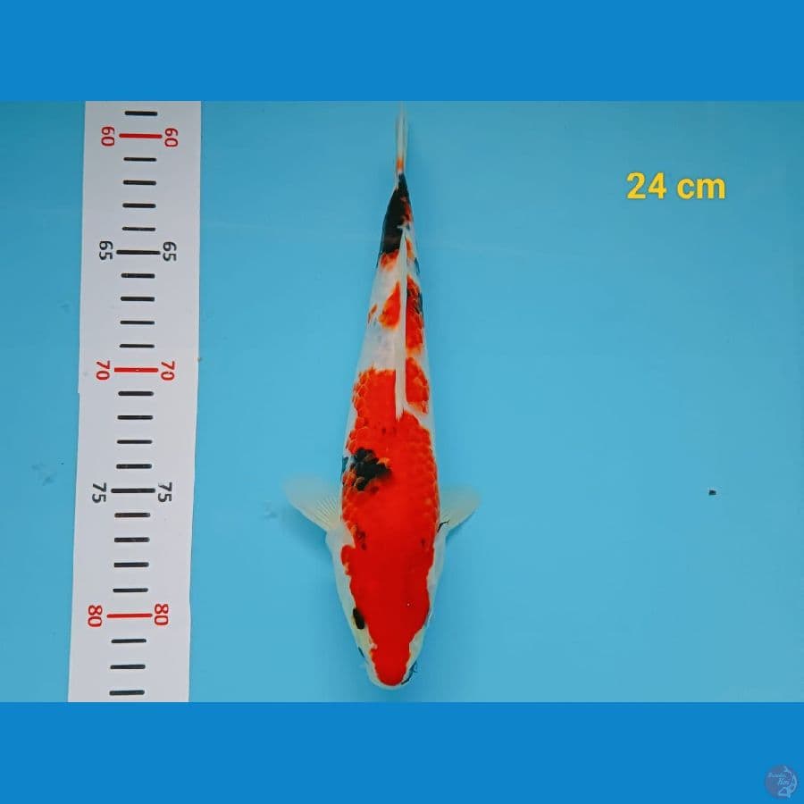 showa 24 cm