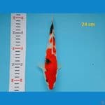 showa 24 cm