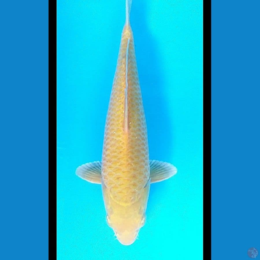karasi Corn 30/U