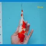 showa 23 cm