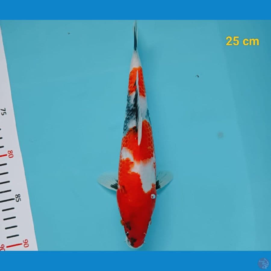 showa 25 cm