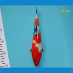 showa 25 cm