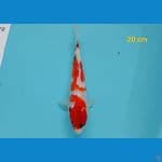 showa 20 cm 
