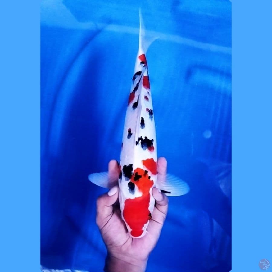 ( 35CM ) SANKE TSUBO SUMI - MALE