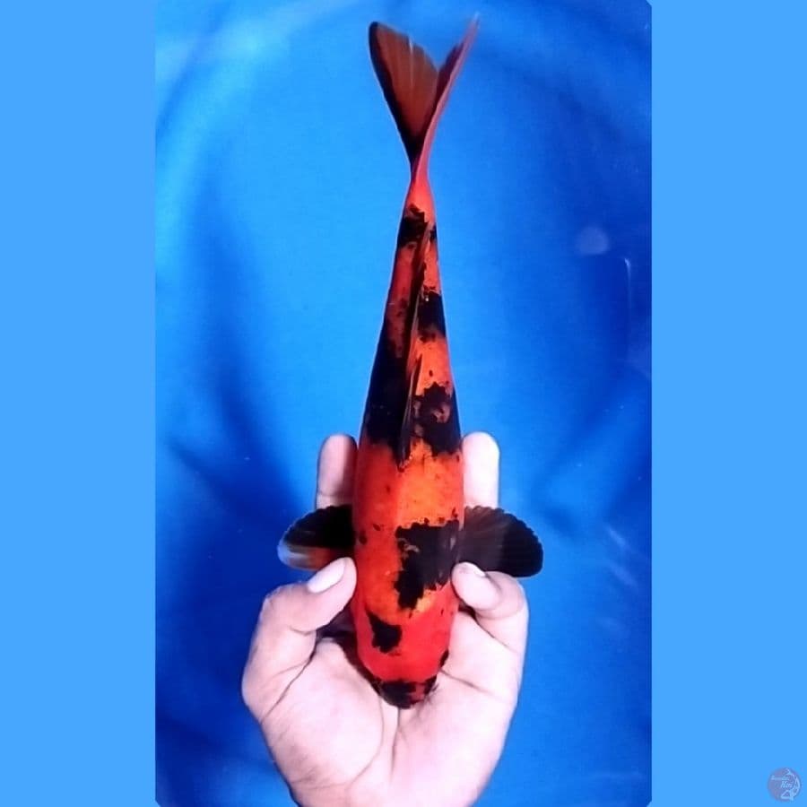 ( 26CM ) HI UTSURI - FEMALE