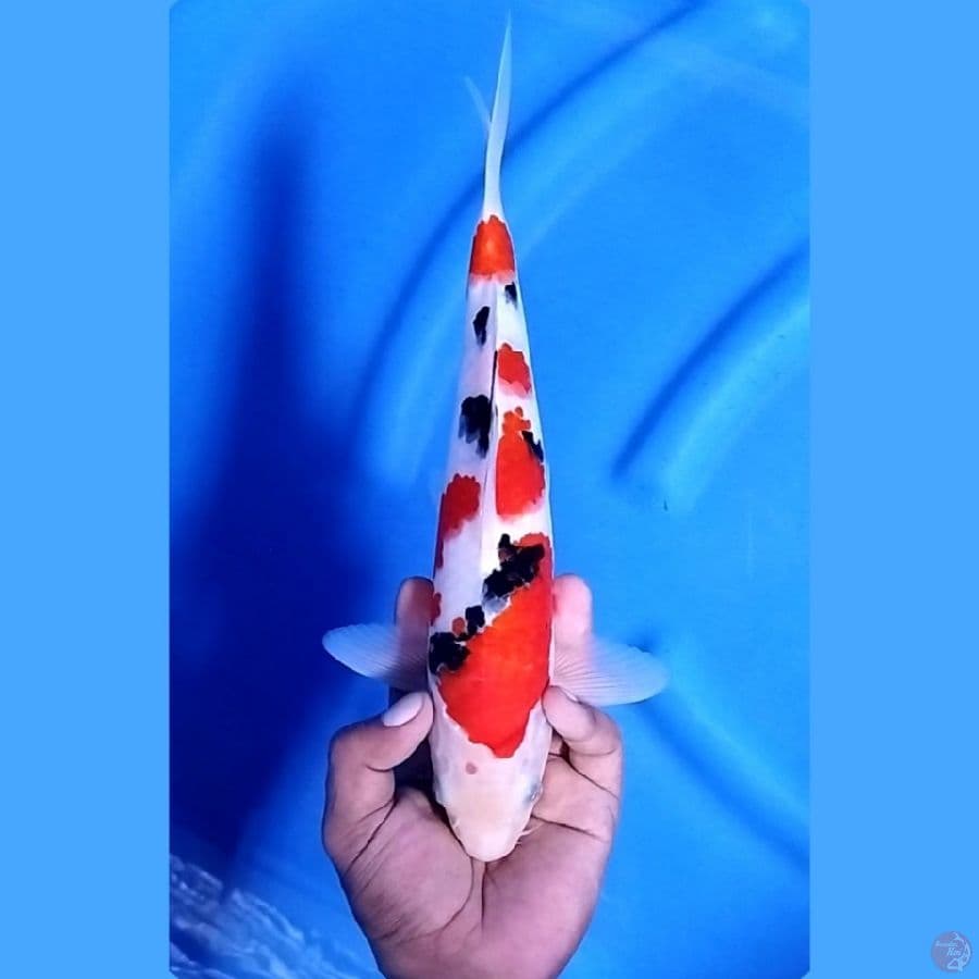 ( 30CM ) SANKE ORIGINAL MANTAP - MALE