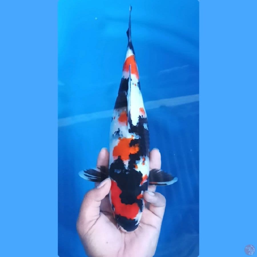 ( 31CM ) SHOWA - FEMALE