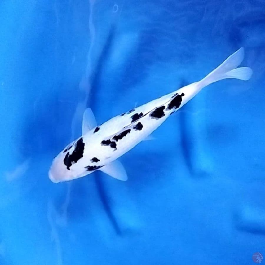 ( 31CM ) HIGH QUALITY BEKKO - FEMALE