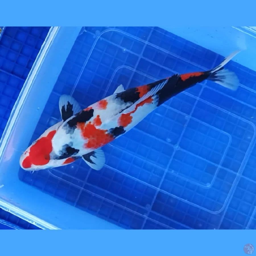 ( 31CM ) KINDAI SHOWA - FEMALE