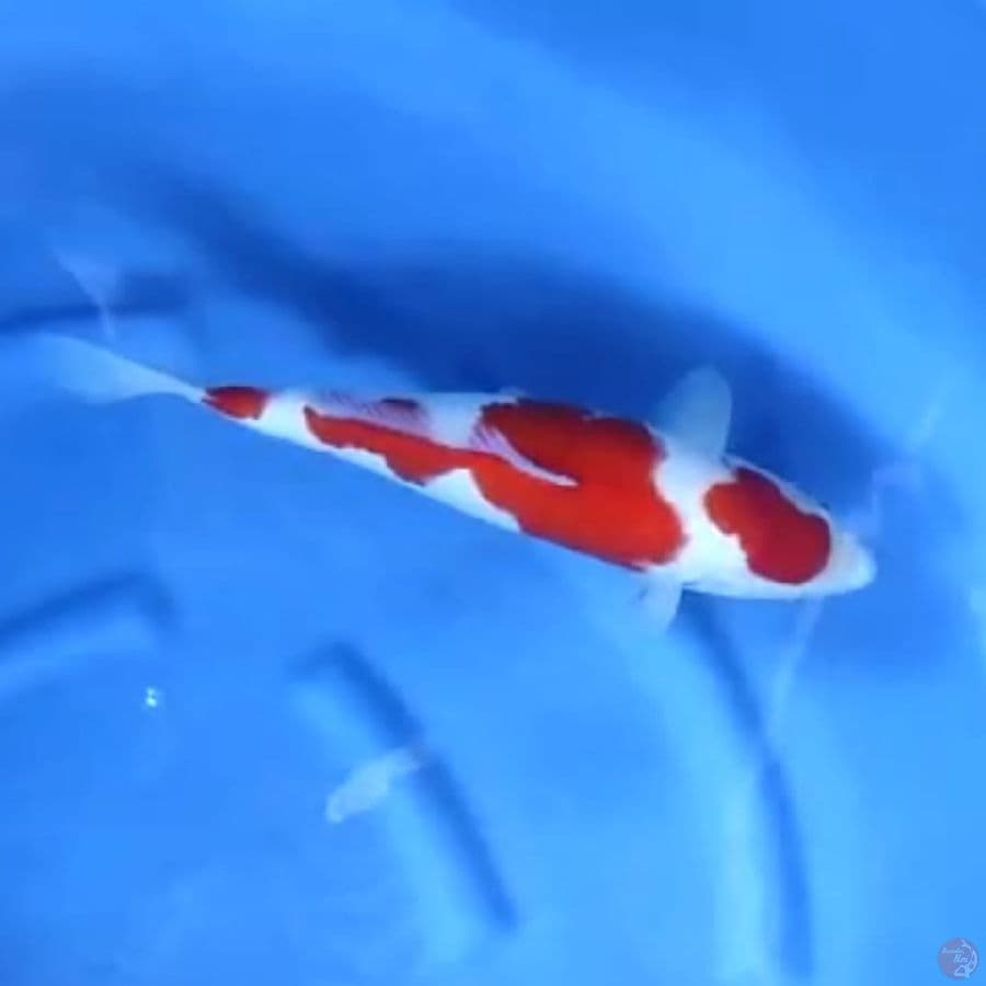 ( 37CM ) KOHAKU QUALITY - FEMALE
