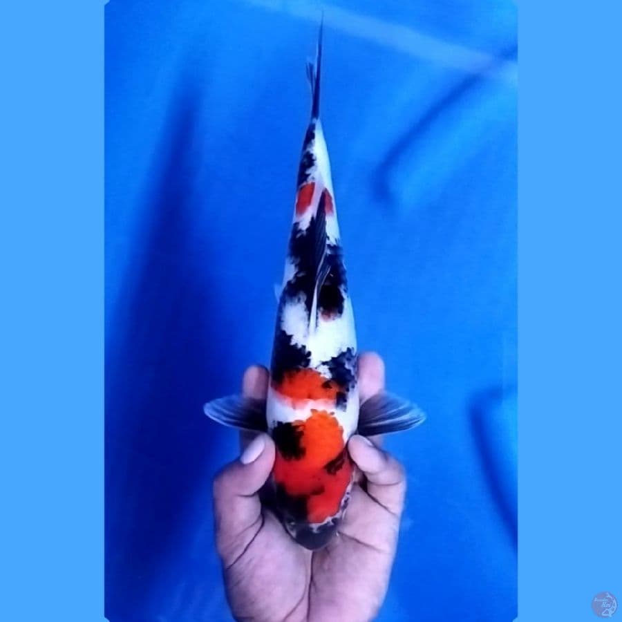 ( 29CM ) SHOWA SANSHOKU - MALE