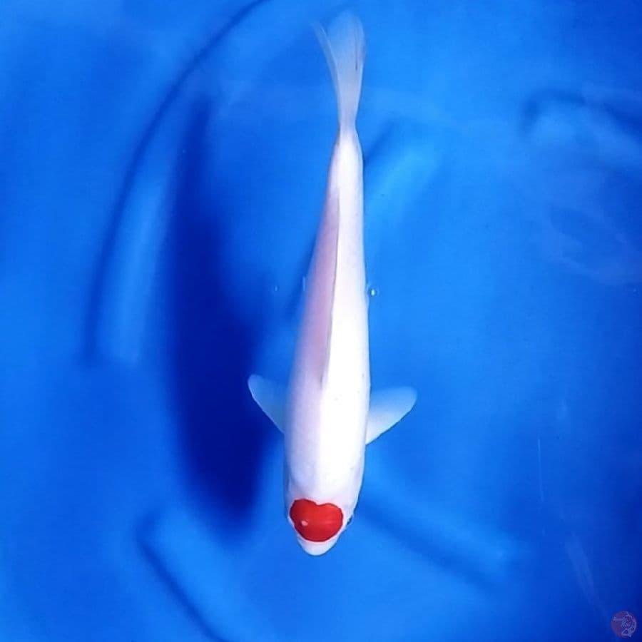 ( 32CM ) TANCHO ORIGINAL - MALE