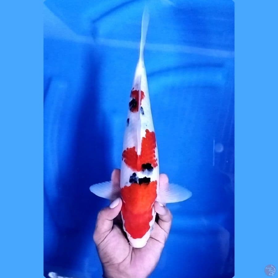 ( 34CM ) SANKE ISTIMEWA - MALE