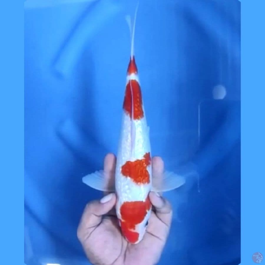 ( 28CM ) KOHAKU GINRIN - MALE