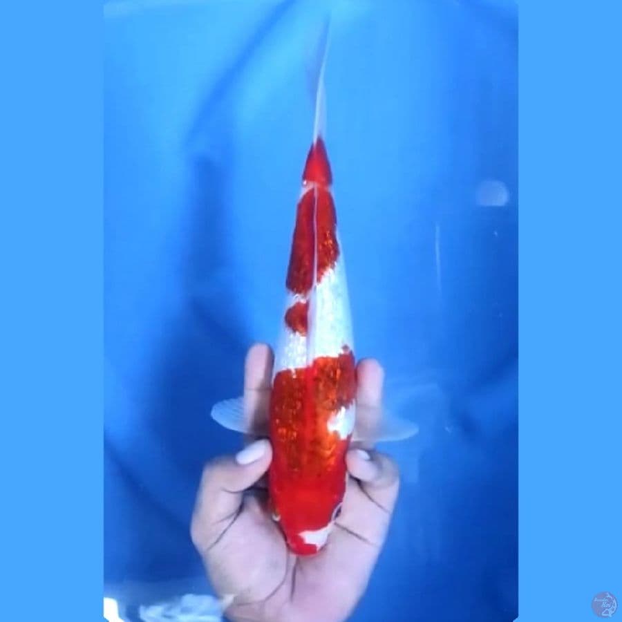 ( 27CM ) KOROMO GINRIN - FEMALE